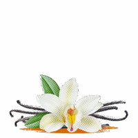 Vanilla